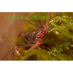 Euphrynichus Bacillifer Geisselspinne